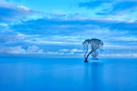 The Taupo Tree