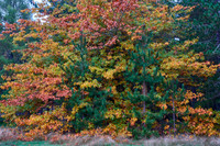Mixed Trees