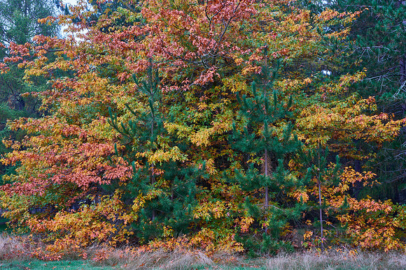 Mixed Trees