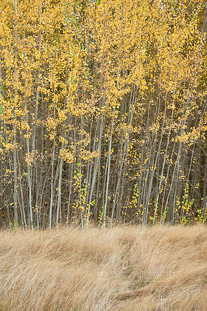 Skinny Trees