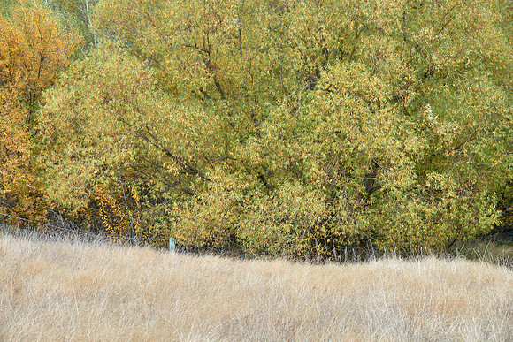 Fence Line