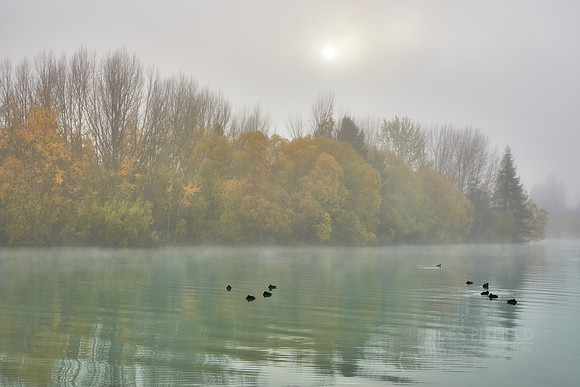 Ducks