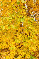 Autumn Leaves