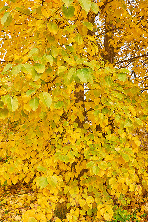 Autumn Leaves