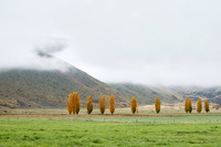 Very Poplar Trees