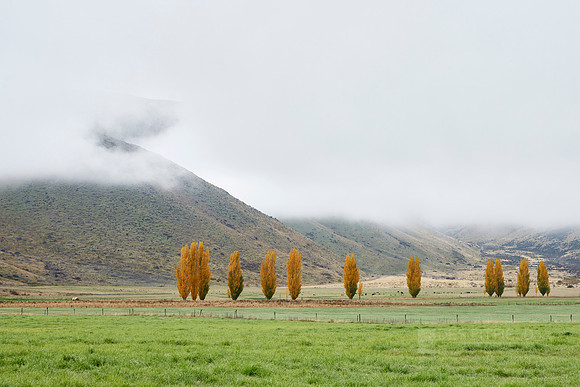 Very Poplar Trees