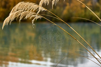 Spiders Web