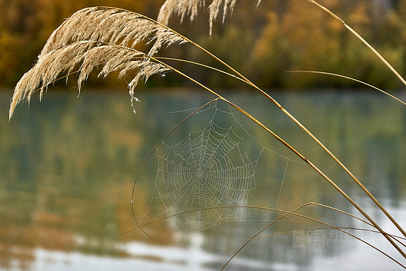 Spiders Web