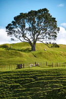 Cornwall Park Auckland