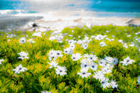 Daisies on Tata Beach, Takaka