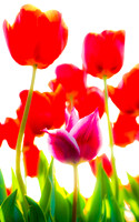 Red Tulips