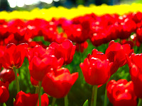 Red Tulip Rows