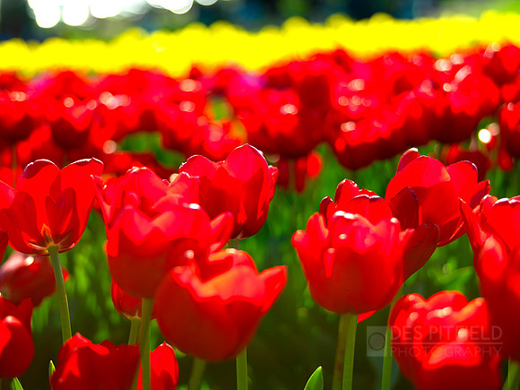 Red Tulip Rows