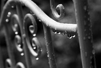 Rain Drops Keep Falling ...