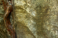 Roots