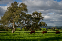 Near Archeron Victoria