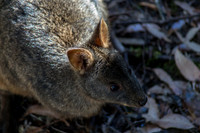 Pademelon
