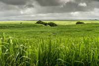 Sugar Cane