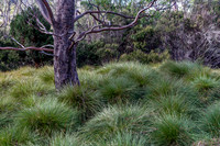 Cradle Mountain