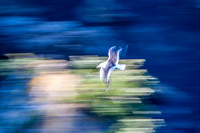 Seagull