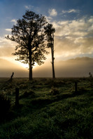 Sunrise Near Fox Glacier
