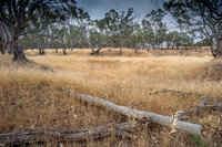 Grasses Nhill Swamp